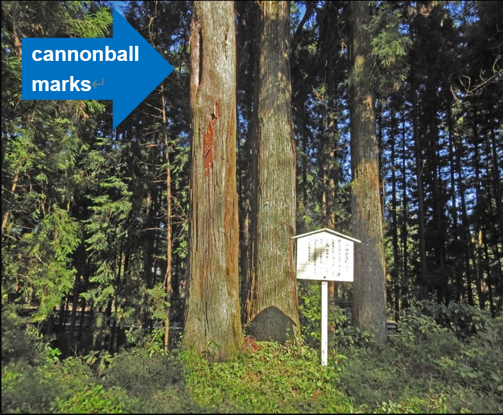 Cedar trees with cannonball marks