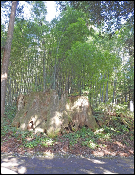 Seven Cedar Ruins