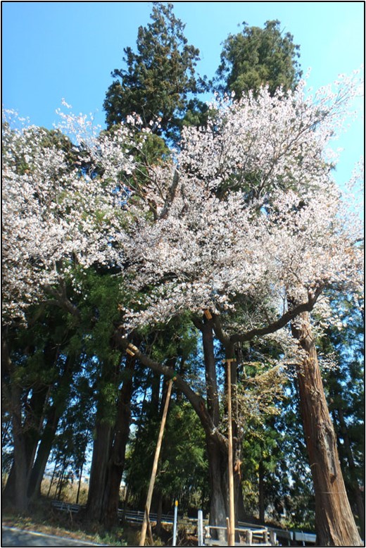 Cherry Blossom Cedar