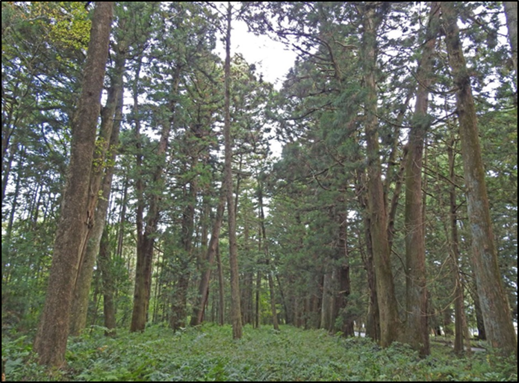 Niju Namiki (Dual cedar avenue)