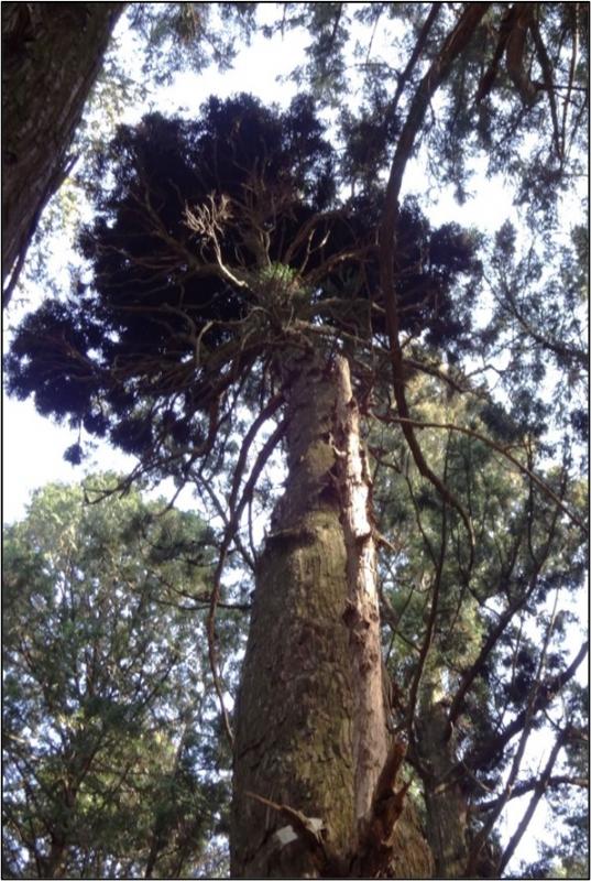 Karakasa Cedar