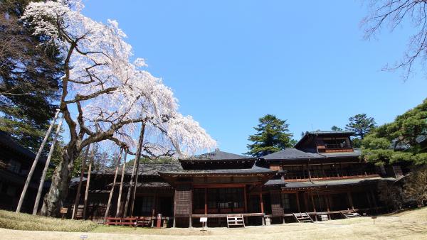 樹齢400年のシダレサクラは日光市の天然記念物