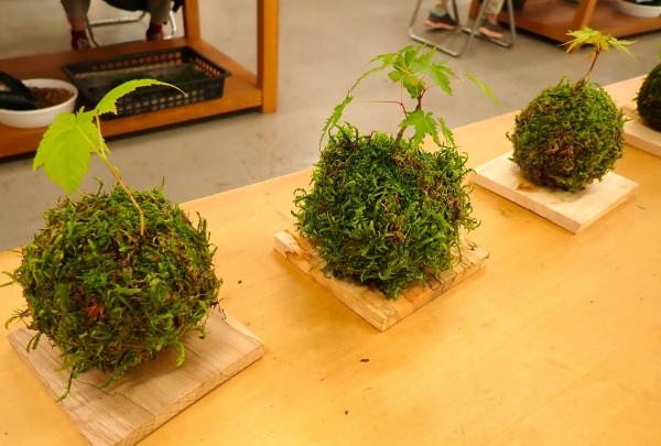 苔玉