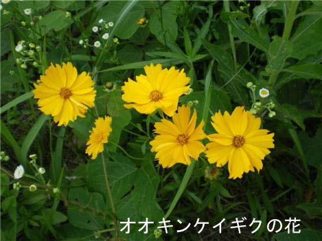 オオキンケイギクの花