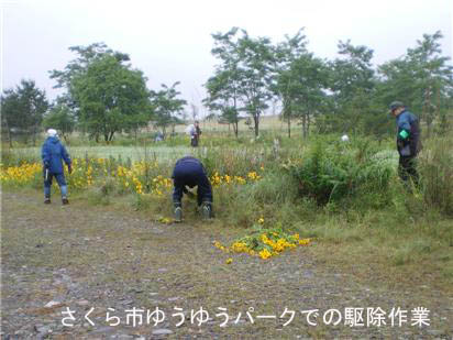 オオキンケイギクの駆除作業