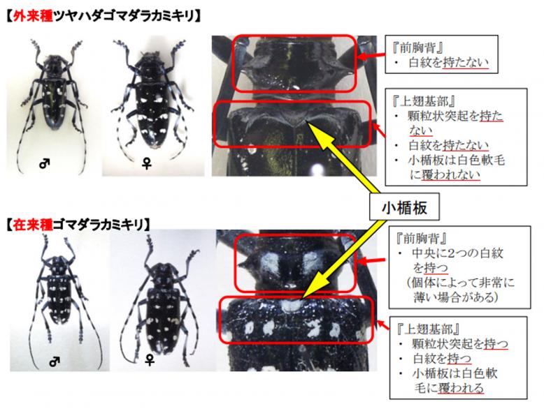 ツヤハダゴマダラカミキリの見分け方