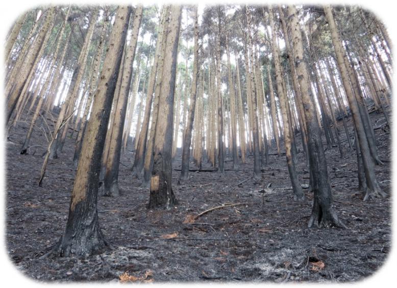 足利市の山火事
