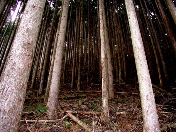 栃木県 人工林の森林整備