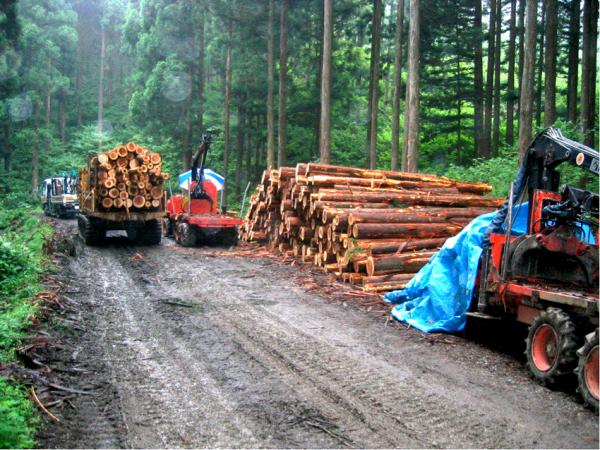 林業　木材搬出作業