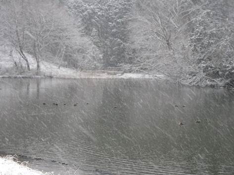 雪の須田ヶ池には元気なカルガモが