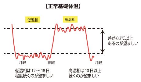 基礎体温表