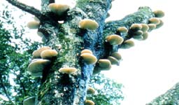 ツキヨタケの写真