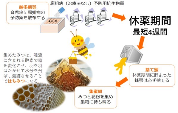 抗生物質の投与とはちみつ