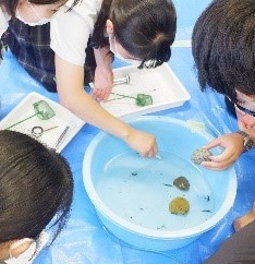 水生生物を分類するようす