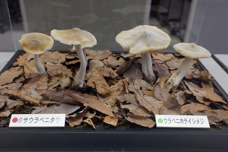 キノコの模型の写真