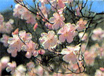 Flower: Rhododendron Albrechtii