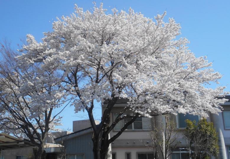 京福会