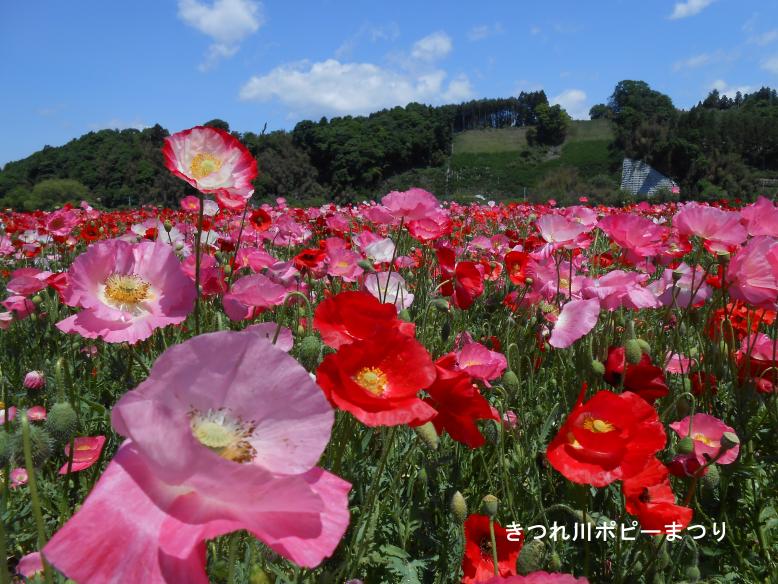 喜連川商工会ポピーまつり