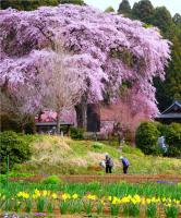 大田原市寺宿