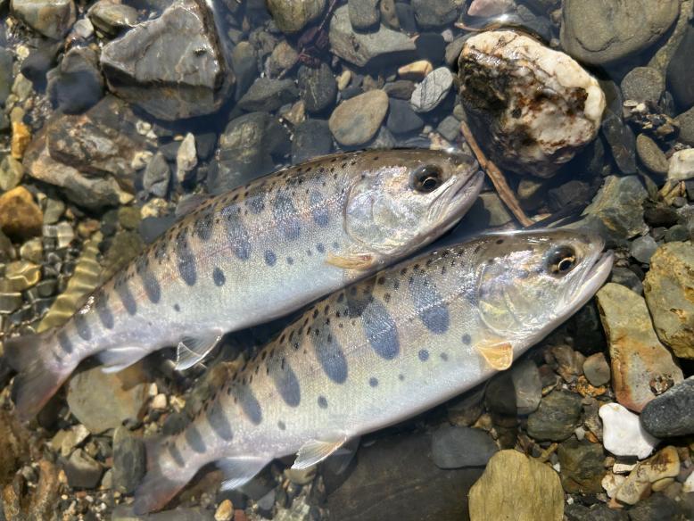 山女魚の写真