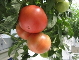 G_tomato.jpg
