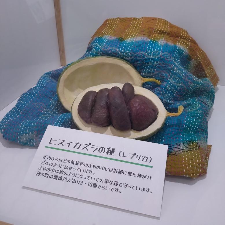 きのみとタネ展