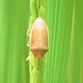 イネカメムシ成虫