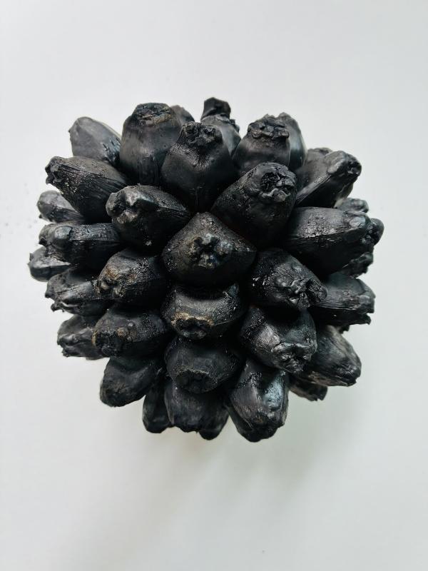 炭展