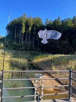 野鳥を忌避するために防鳥凧を設置した写真