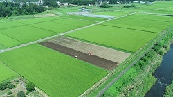 masiko