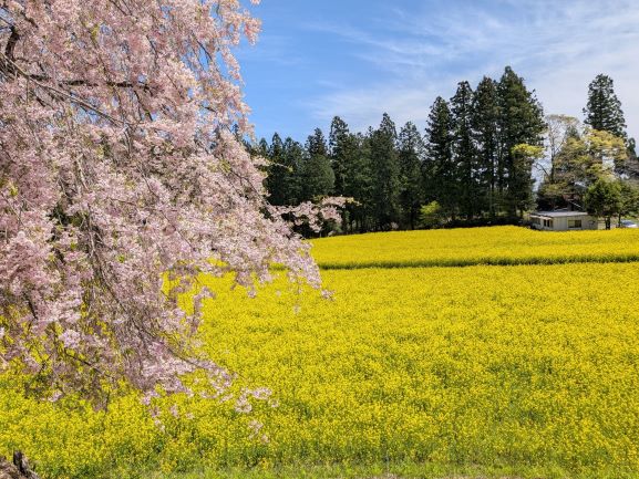 日光市所野菜の花と桜