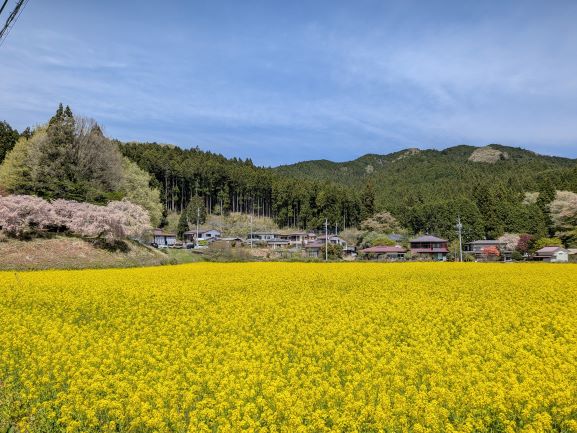 日光市所野菜の花