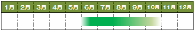 旬カレンダーズッキーニ