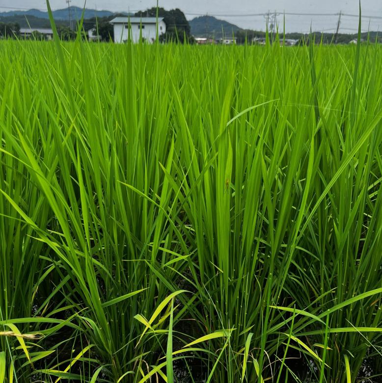 鹿沼市（7月10日撮影）