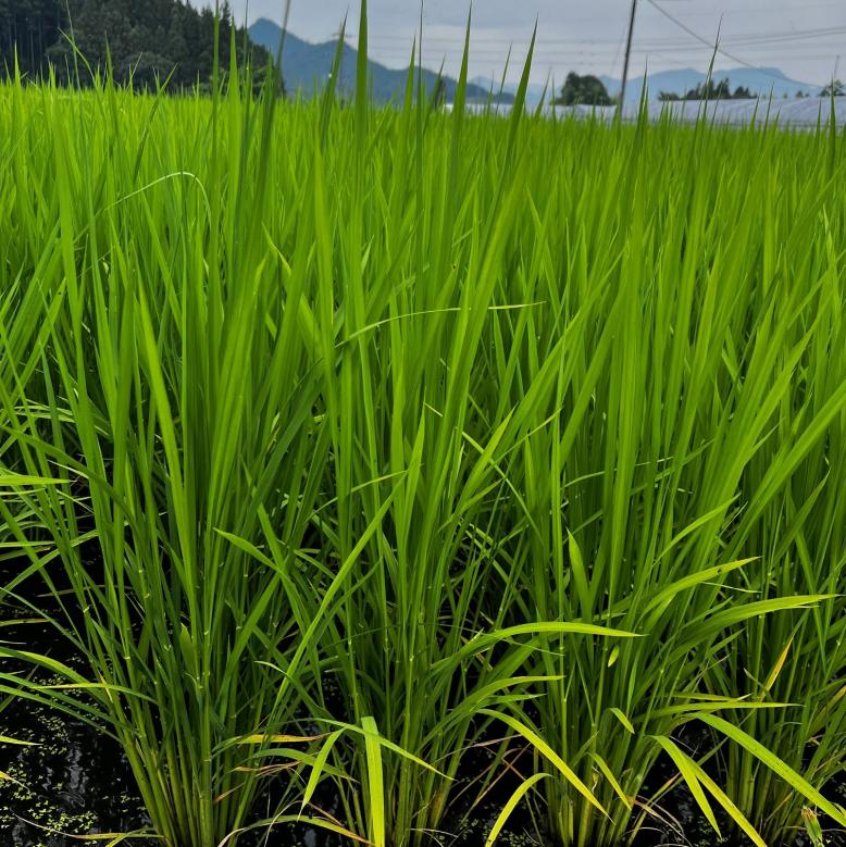 日光市（7月9日撮影）