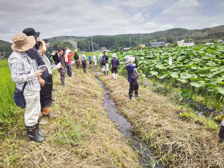 ほ場で生育の違いを確認する出席者