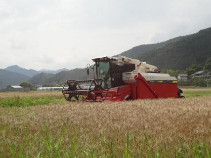 麦（収穫作業）