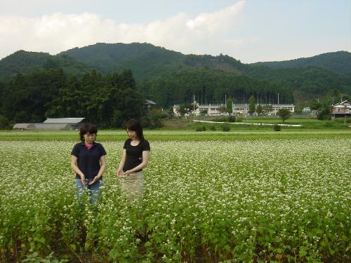 上都賀地方におけるそば栽培の様子