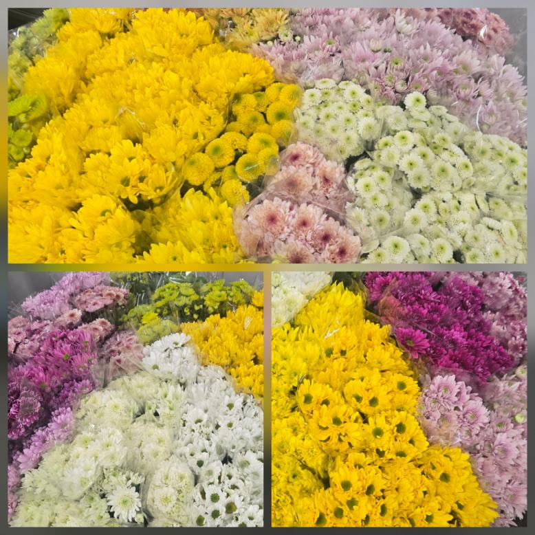 スプレーマム写真