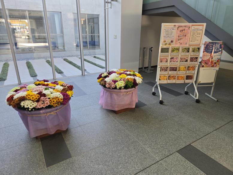 スプレーマム展示