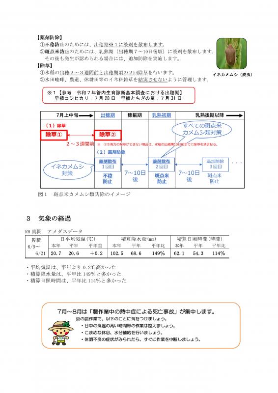 0622水稲2