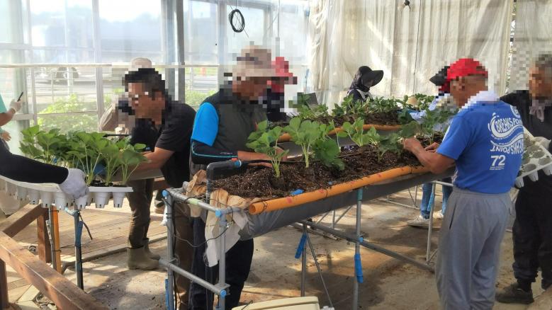 いちご温室定植1