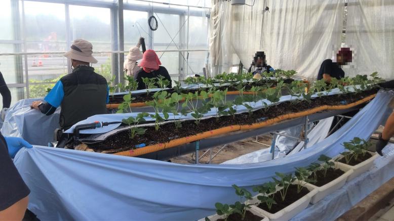 いちご温室定植2