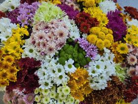 スプレーマム写真