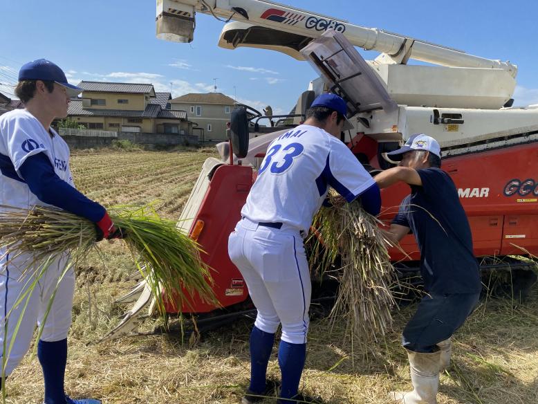 稲刈り1