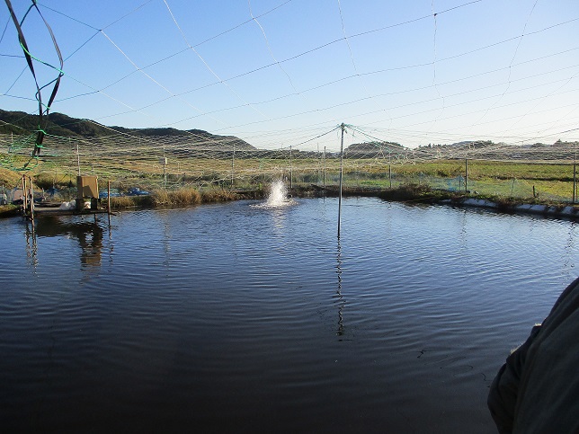 養殖している池の様子の写真