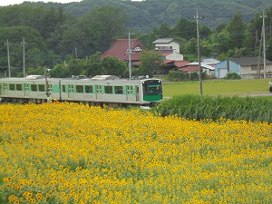 accumとひまわり