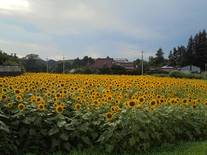 ひまわりと農村風景