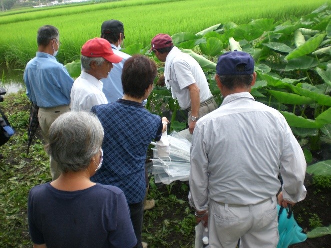 さといも見学会１