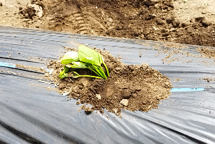 定植されたさつまいも苗の写真